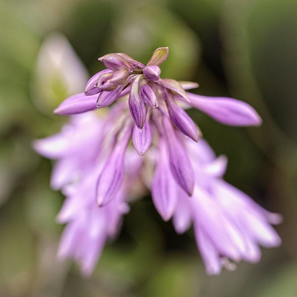 Hosta by Rob Boon