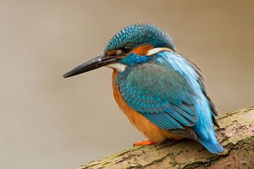 IJsvogel op een tak van Paul Wendels