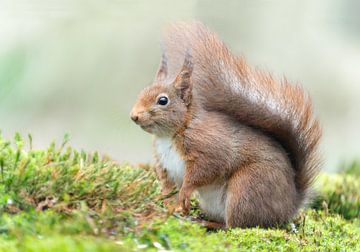 Écureuil dans la forêt sur Melissa van der Wolde