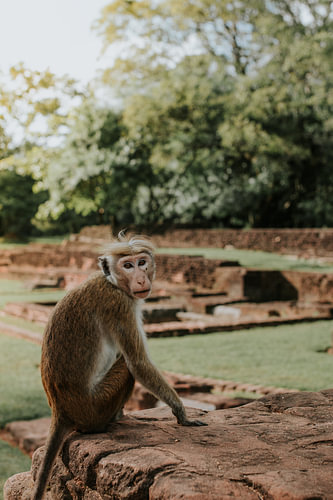 Un singe sur des ruines