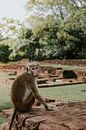 Affe auf Ruinen von Laura Miniaturansicht