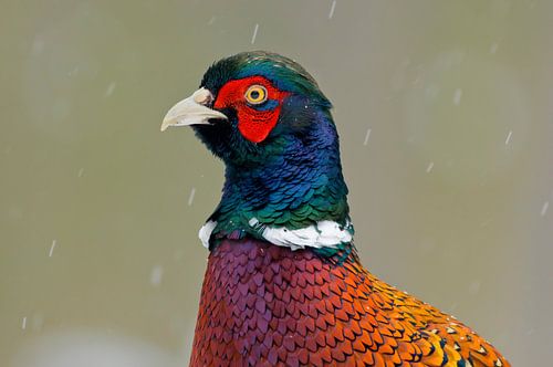 Portrait of Pheasant in the snow