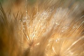 Drops celebrate the morning. by Alie Ekkelenkamp