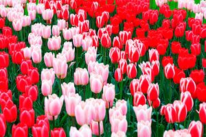 Rood roze witte tulpen von Dennis van de Water