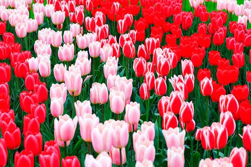 Rood roze witte tulpen