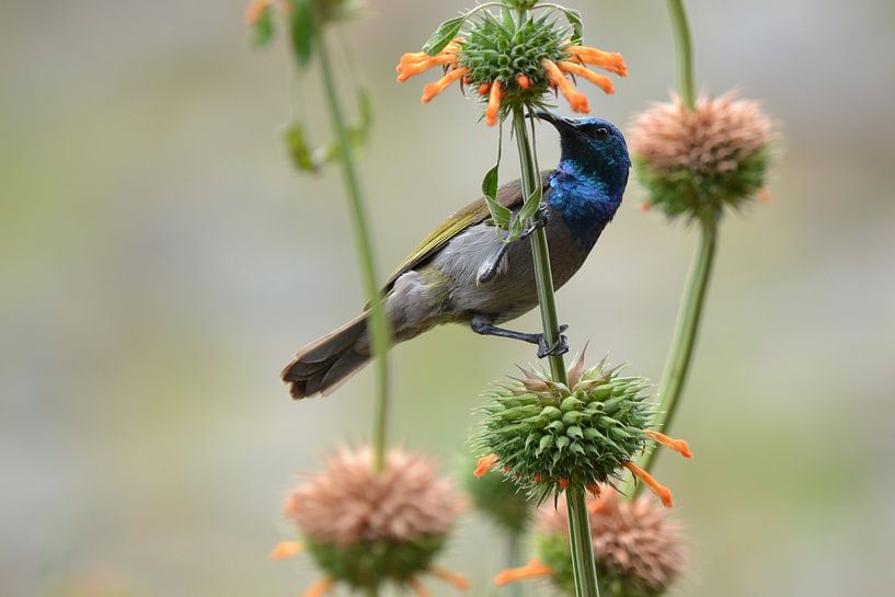 Hummingbird by Bianca van de Wijngaart