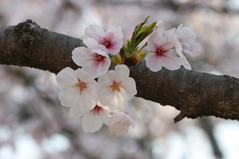 Sakura von RT Photography