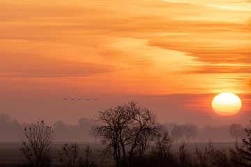 Zonsopkomst met ganzen. van Anita Lammersma