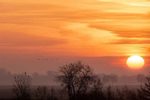 Sonnenaufgang mit Gänsen.