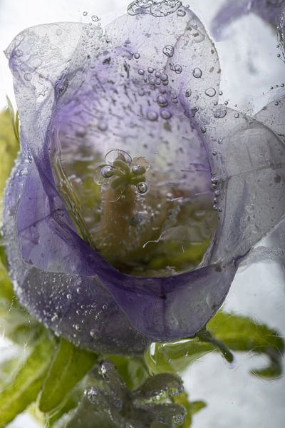 Lila Glockenblume in Eis 3 von Marc Heiligenstein