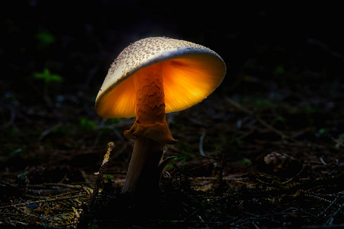 Ein Licht im dunklen Wald