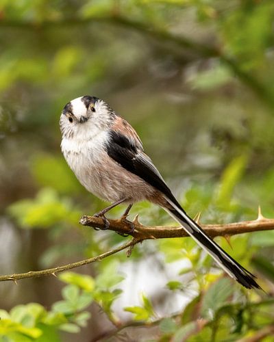 Le regard direct d'un habitant de la forêt