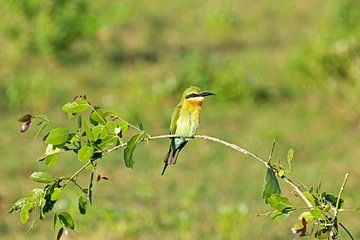 Bee-eater on a branch by Antwan Janssen