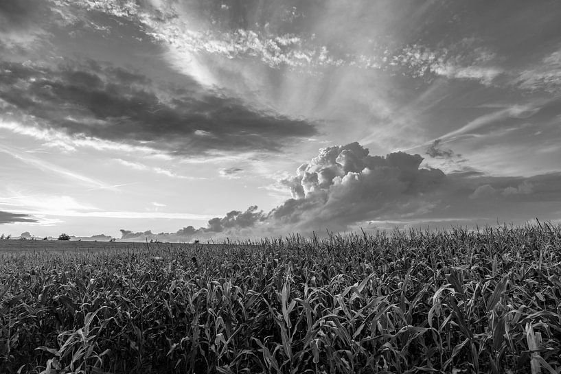 Zonnestralen boven een maïsveld van Rolf Pötsch