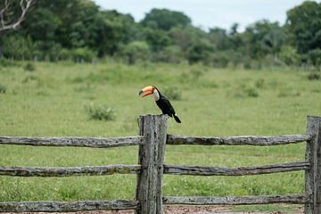 Toucan on wooden fence