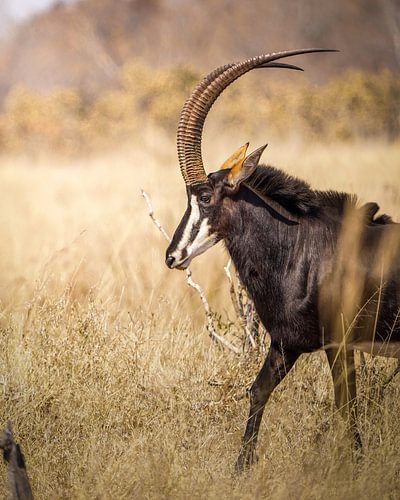 Sable antelope