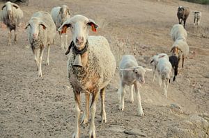 Schapen in Portugal