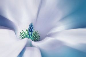 Magnolie