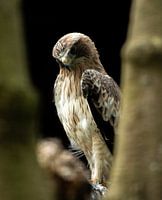 Eagle on a branch