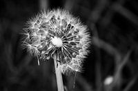 Dandelion fluff