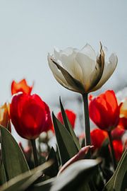 Beginn des Frühlings - Weiße Tulpe von Angela van der Zee