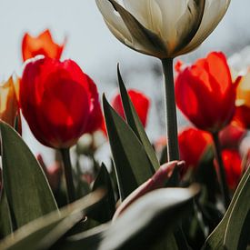 Beginn des Frühlings - Weiße Tulpe von Angela van der Zee