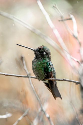 Whisper of Feathers - Intimate Hummingbird Moments