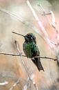 Whisper of Feathers - Intimate Hummingbird Moments by Femke Ketelaar thumbnail