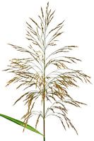 Riet