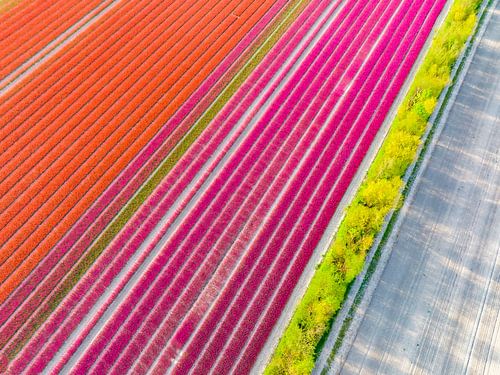 Tulpenvelden in de lente van bovenaf gezien