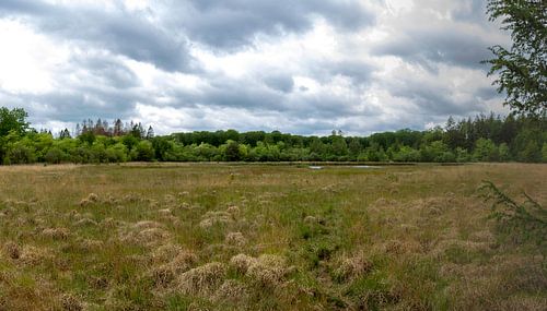 Un ciel menacé dans la lande de Drents-Friese Wold