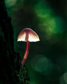Mushroom growing from an oak tree