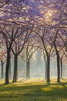Bloesempark met zonnestralen