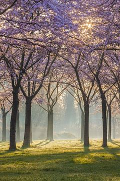 Bloesempark met zonnestralen van Thijs Friederich