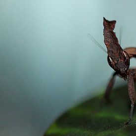 macro foto van een bidsprinkhaan  van dominic kanters