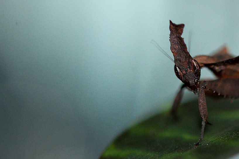 macro foto van een bidsprinkhaan  van dominic kanters