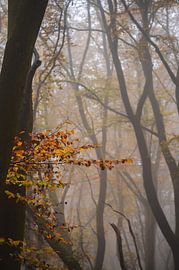 Nachlass Duno Teil 33 von Tania Perneel