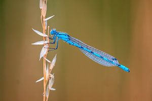 blaue azurjungfer libelle sitzt an einem Grashalm von Mario Plechaty Photography