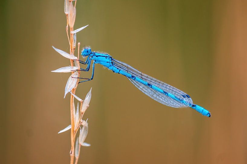 blue damselfly sitting on a blade of grass by Mario Plechaty Photography