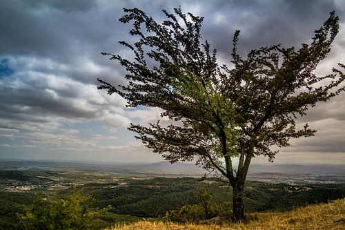 A tree with view