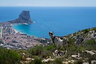 Bergziege, Mittelmeer und die Küstenstadt Calpe von Montepuro Miniaturansicht
