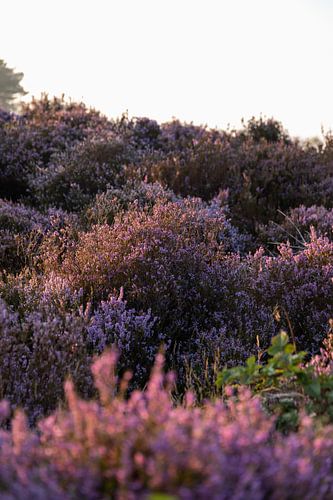 Violettes Heidekraut