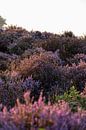 Purple heather by Alwin Kroon thumbnail