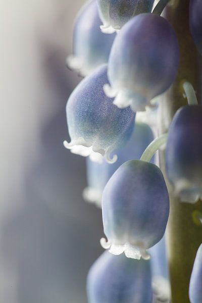 Blauw druifje von Bart van Dinten