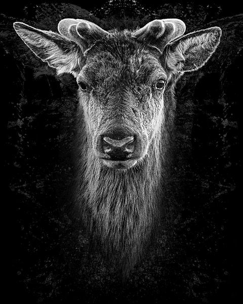 Red deer portrait black and white by Gianni Argese