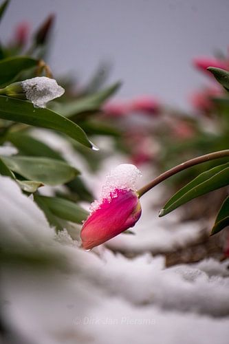 Schneehaube von Dirk Jan Piersma