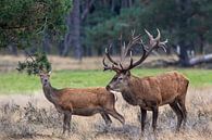 Red deer during the rut by Evert Jan Kip thumbnail