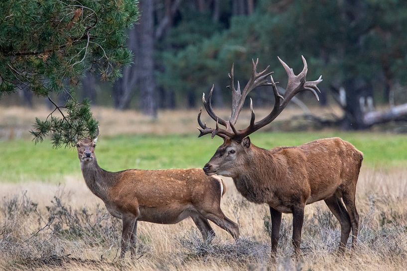 Red deer during the rut by Evert Jan Kip