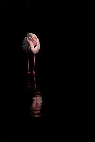 Mysterieuze Schemer Flamingo in Contemplatie