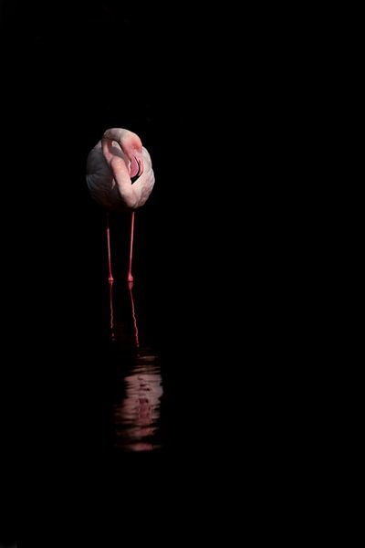 Mysterieuze Schemer Flamingo in Contemplatie van Femke Ketelaar
